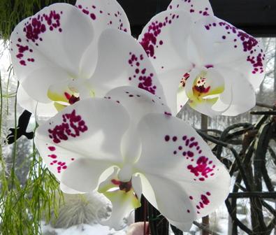 Phalaenopsis I.jpg