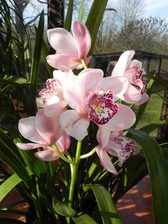 Cymbidium.jpg