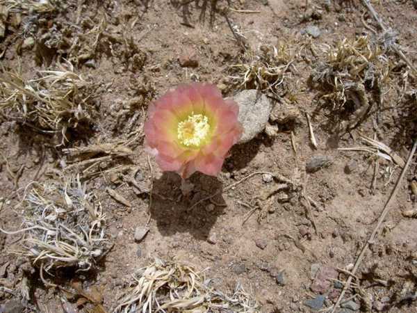 Puna mit rosa Blüte