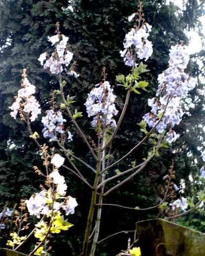 PICT0424.jpg