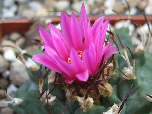 comp_Turbinicarpus alonsoi (1).jpg