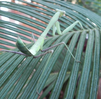 Hierodula grandis 0,1.jpg