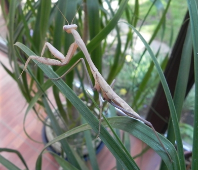 Hierodula grandis 1,0.jpg
