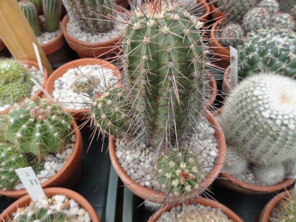 Echinocereus acifer.JPG