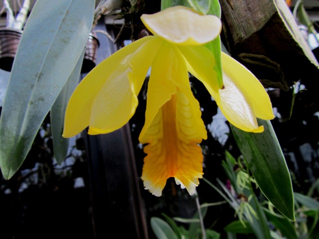 Encyclia citrina