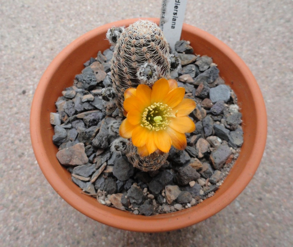 Rebutia diersiana WR 631.JPG