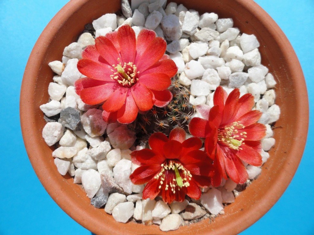 Mediolobivia iscayachensis.JPG