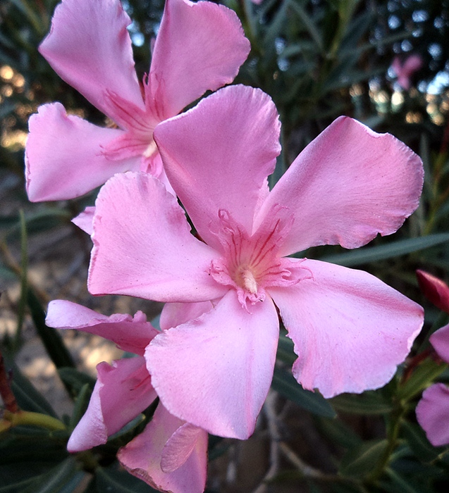 Oleander