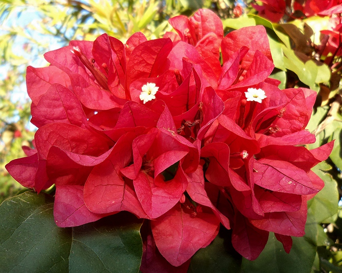 Bougainvillea