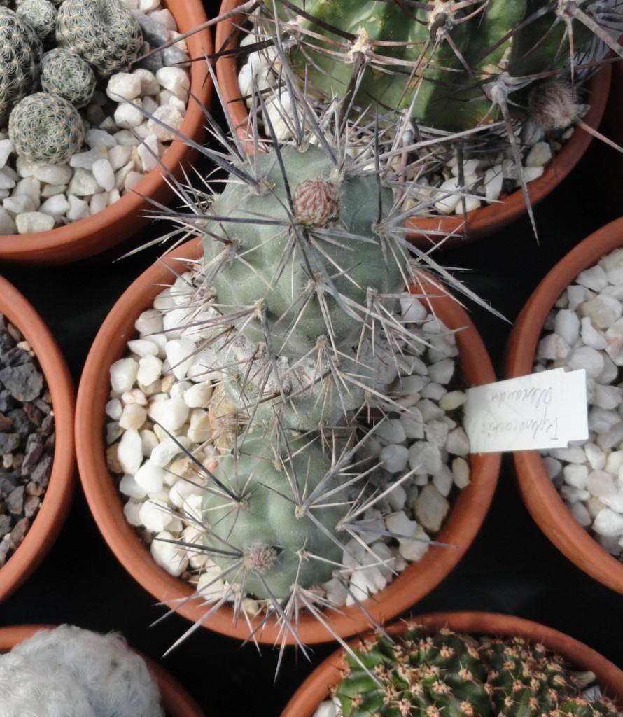 Tephrocactus alexanderii.JPG