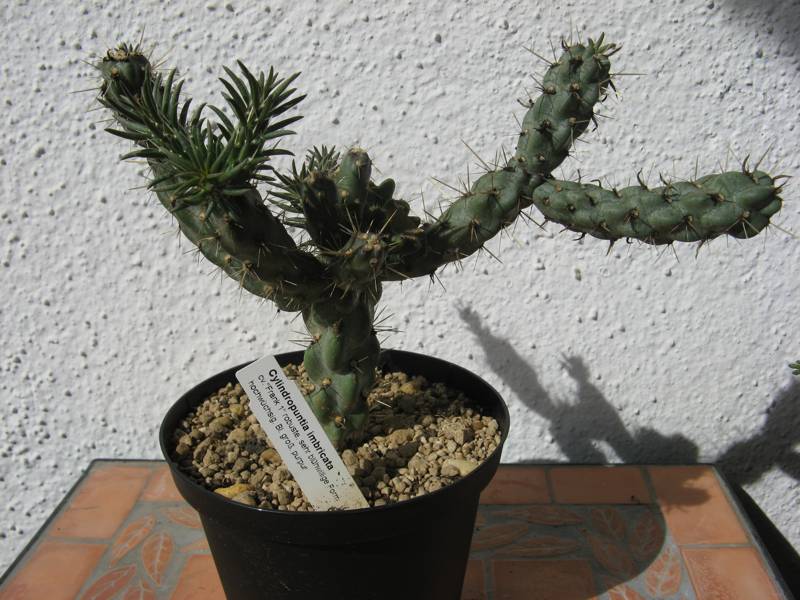 Cylindropuntia imbricata cv. „Frank 1“