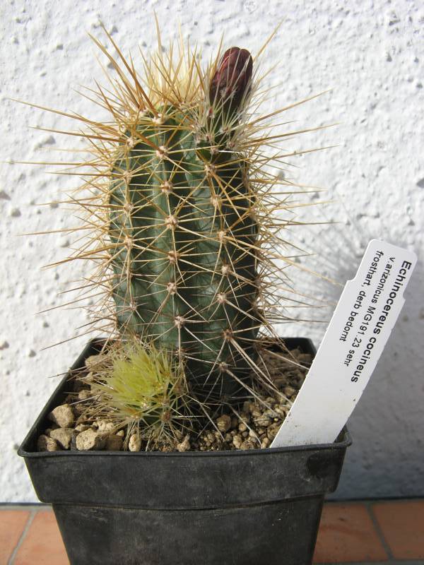 Echinocereus cocineus v. arizonicus MG191.23