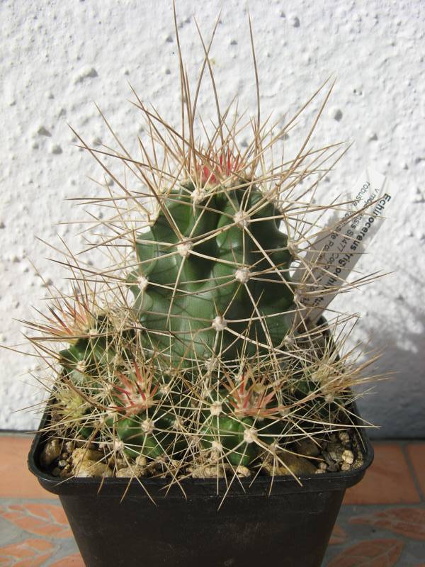 Echinocereus triglochidiatus v. mojavensis SB477 Coconino Co., AZ