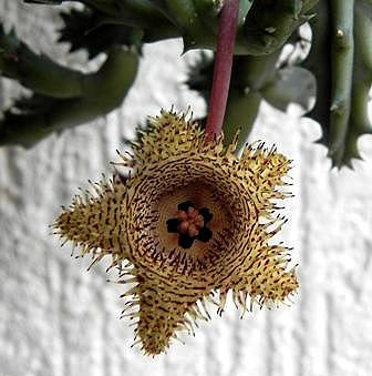 Huernia hystrix.jpg