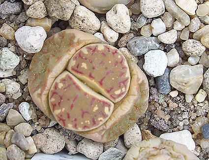 Lithops dorothea