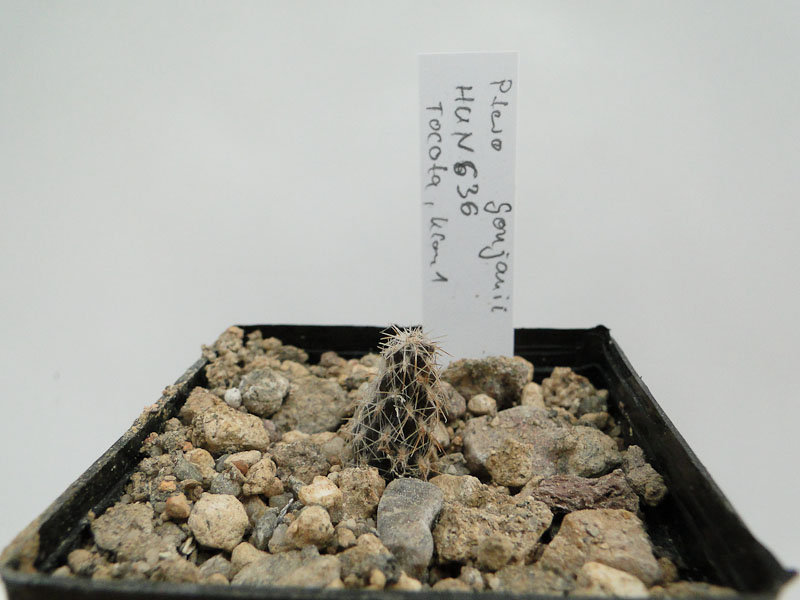 Pterocactus gonjianii HUN636 Tocota Klon1 2012 Mai19.jpg