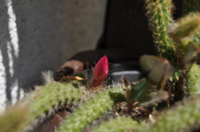 Hängt in &quot;Würstchen&quot; herab und macht jetzt die erste Blüte - kann das ein Aporocactus flagelliformis werden?