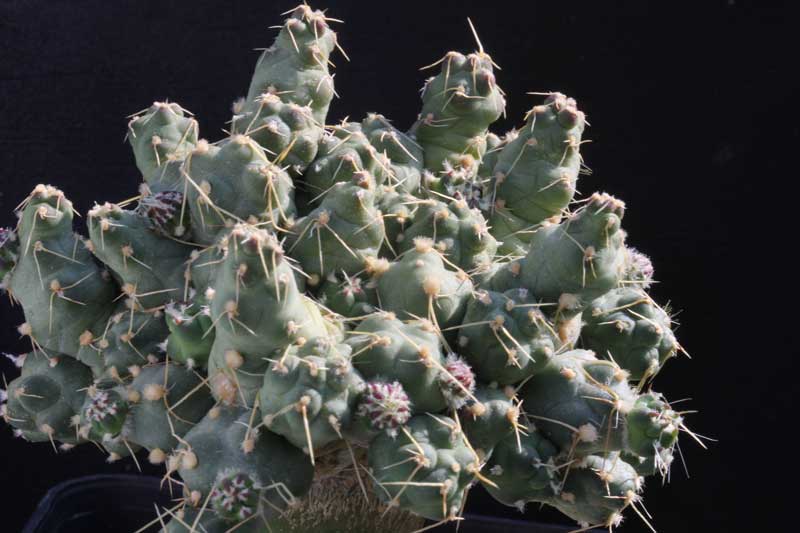 Puna_subHJ907_m8.jpg