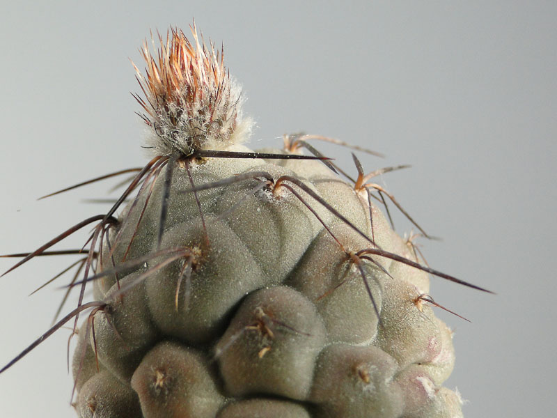 Tephrocactus geometricus 2012 Juno05-1.jpg