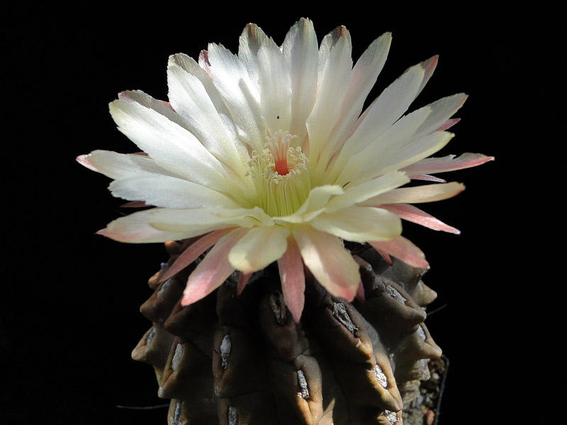 Eriosyce occulta (Nc. occulta HH) 2011 Juno13-3.jpg