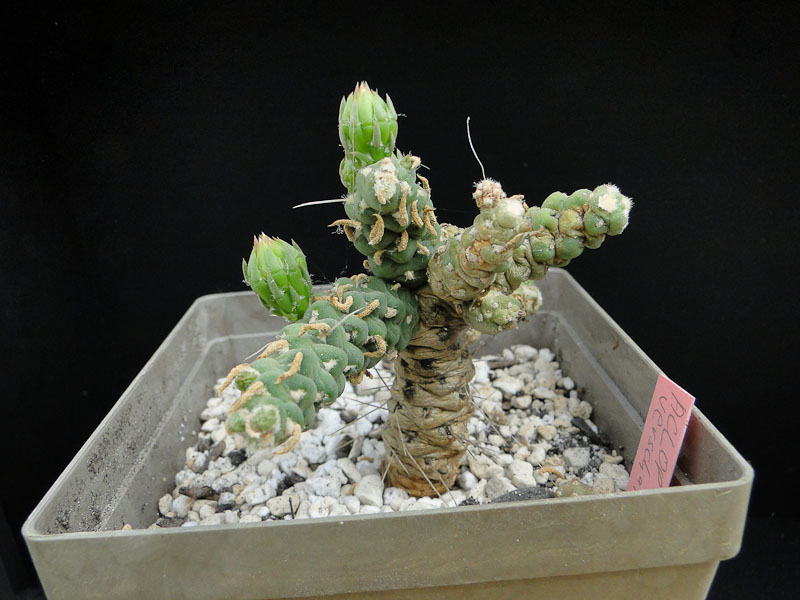 Austrocylindropuntia verschaffeltii 2012 Juno01.jpg