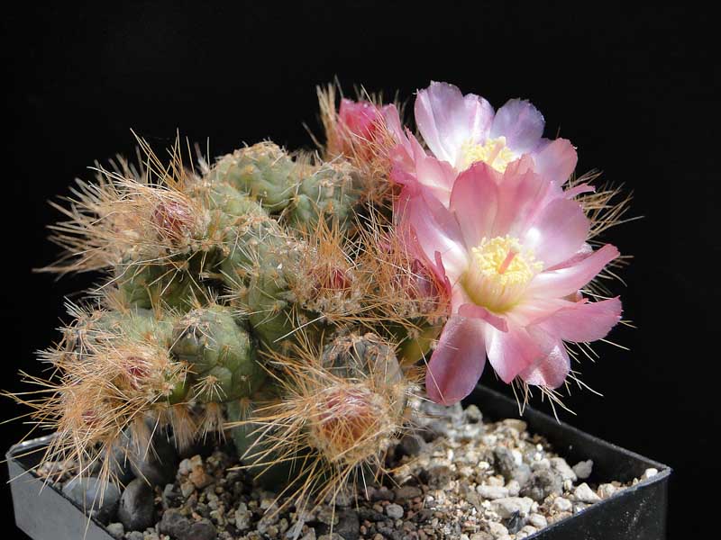 Puna subterranea HPT2 2012 Juno15-2.jpg