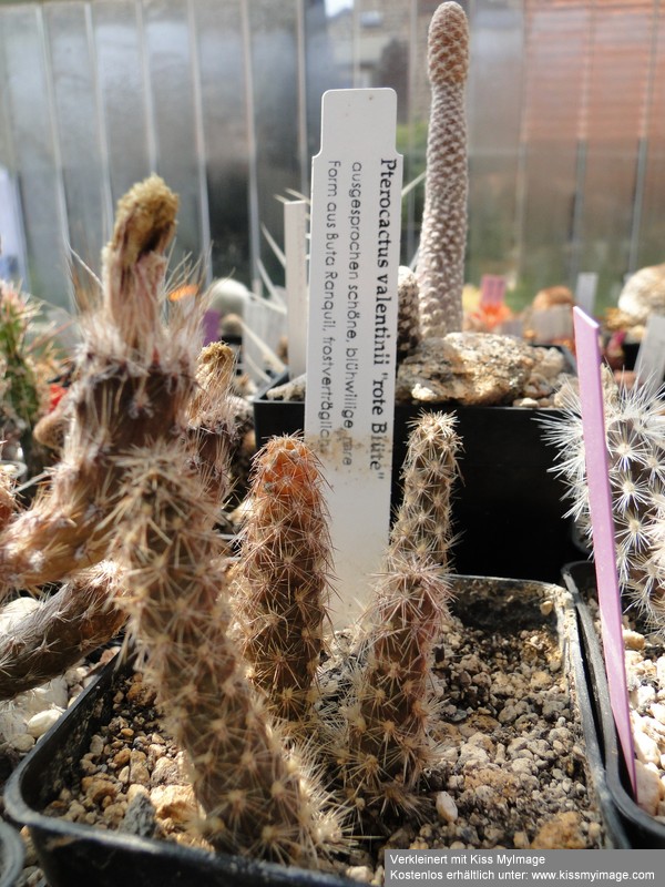 Pterocactus valentinii-rot- 2010 Juni25 024_klein.jpg