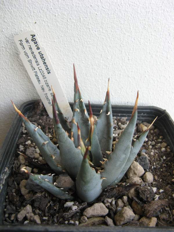 Agave utahensis var. nevadensis.JPG