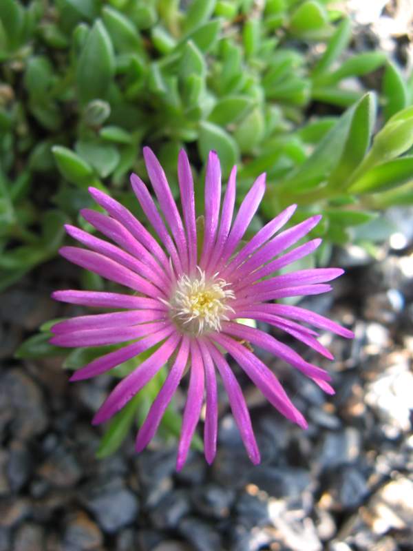 Delosperma obtusum 'John Proffitt'  - Blüte 1.JPG