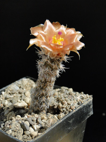 Pterocactus valentinii HUN382-2 2012 Juno08-5.jpg