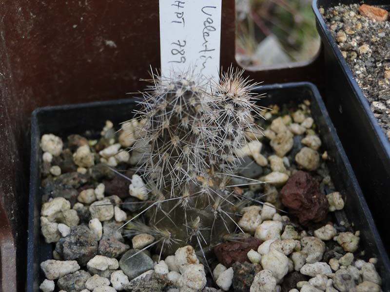 Pterocactus valentinii HPT789 2012 Juno17.jpg