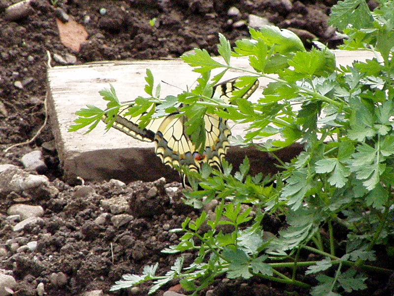 P1010010.jpg