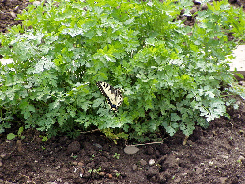 P1010009.jpg
