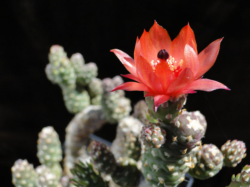 Austrocylindropuntia verschaffeltii 2011 Juli26-2.jpg