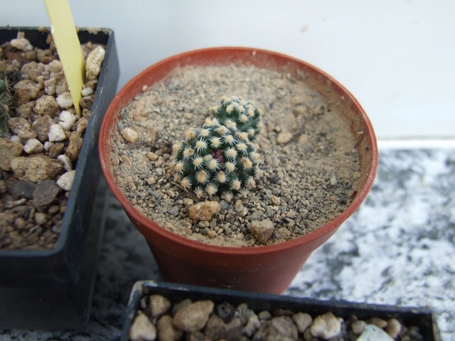 comp_Pediocactus div. (2).jpg