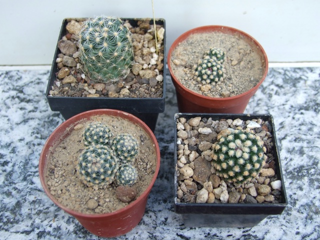 comp_Pediocactus div. (4).jpg