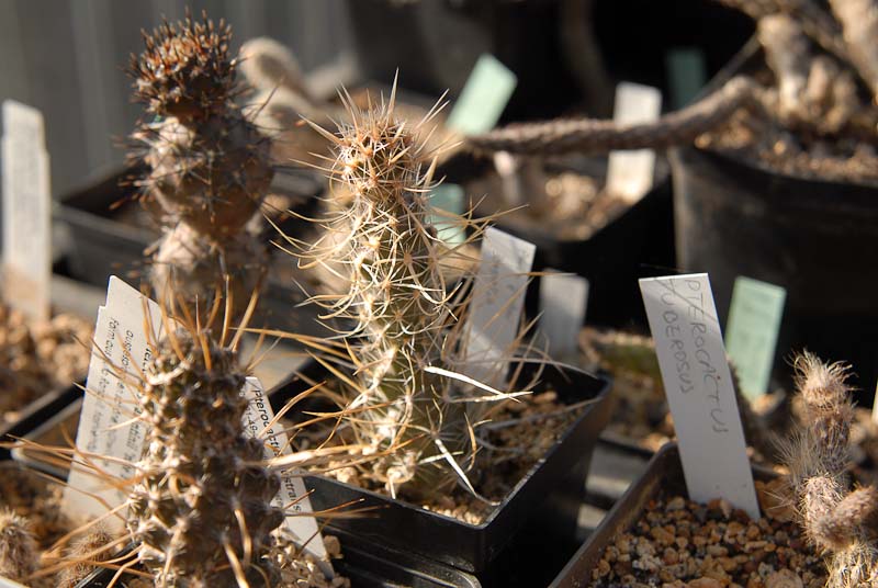 Pterocactus fischeri 2012 Mai13.jpg