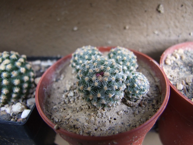 comp_Pediocactus knospig (3).jpg