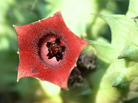 Huernia schneideriana 360.jpg