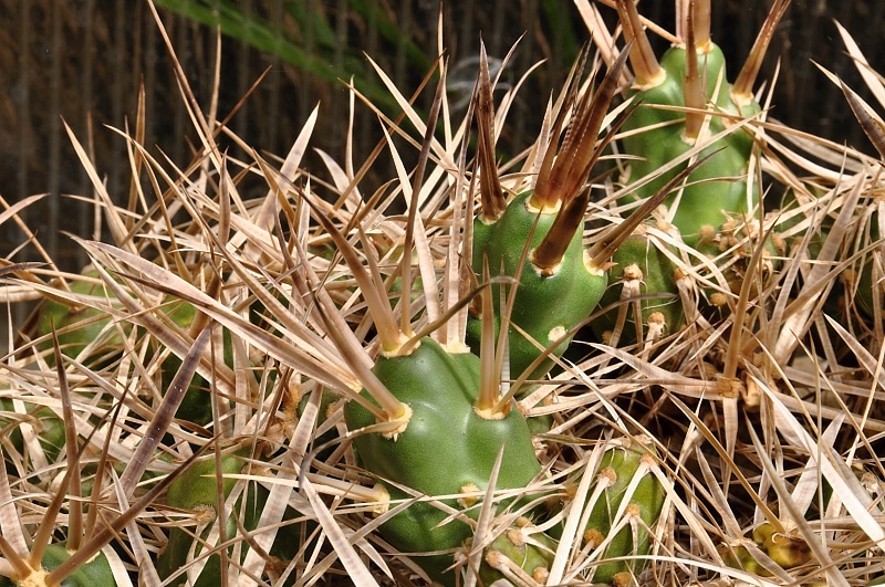 M.platyacantha, Mendoza