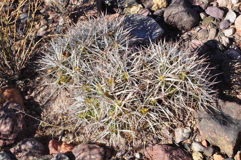 M.glomerata, etwa 5 km hinter Uspallata