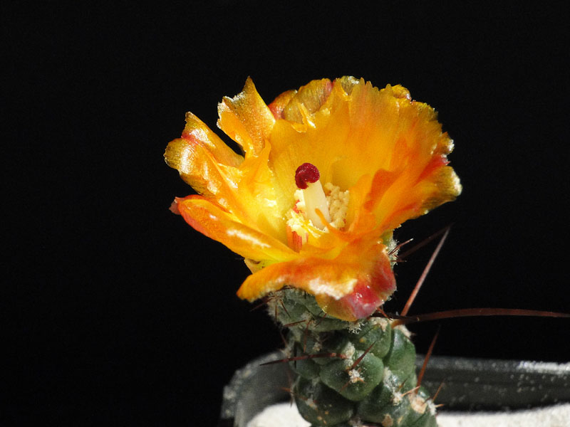 Tephrocactus weberi HPT 2012 Juli28-2.jpg