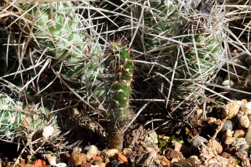 Tephrocactus_weberi_3.jpg