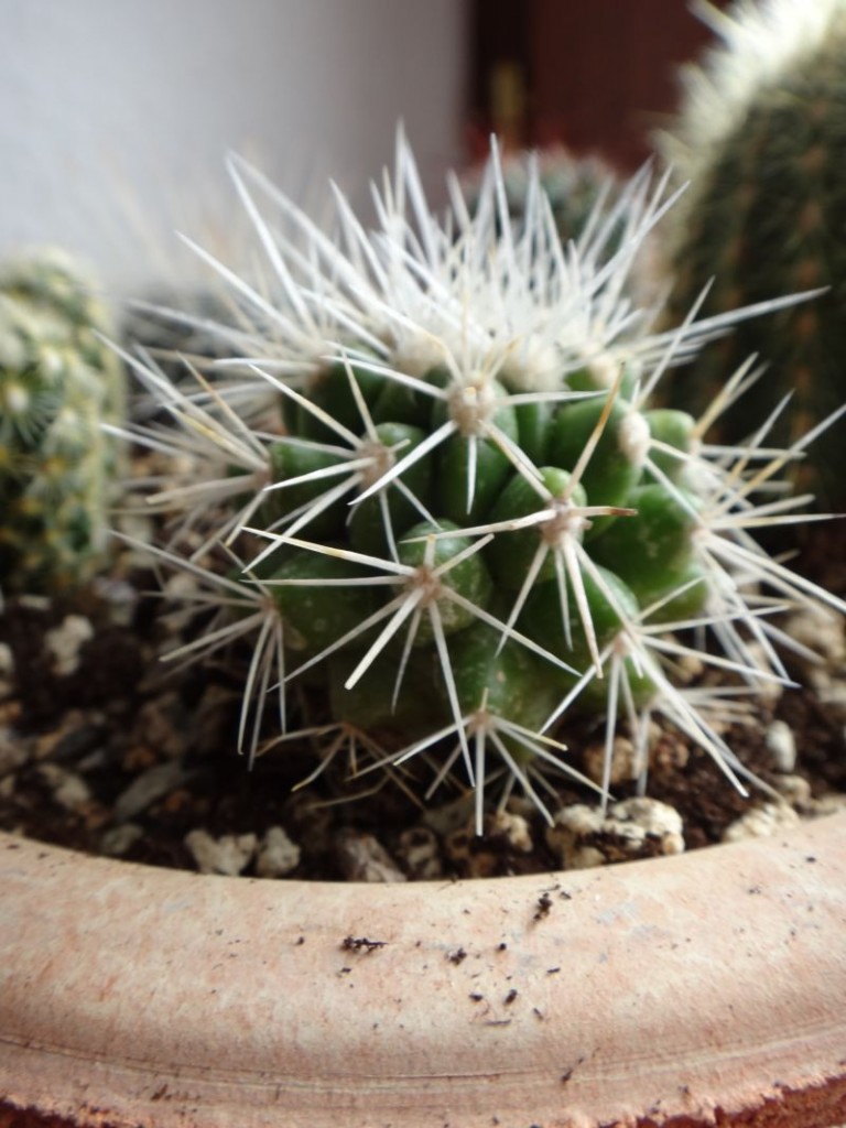 Echinocactus grusonii.jpg