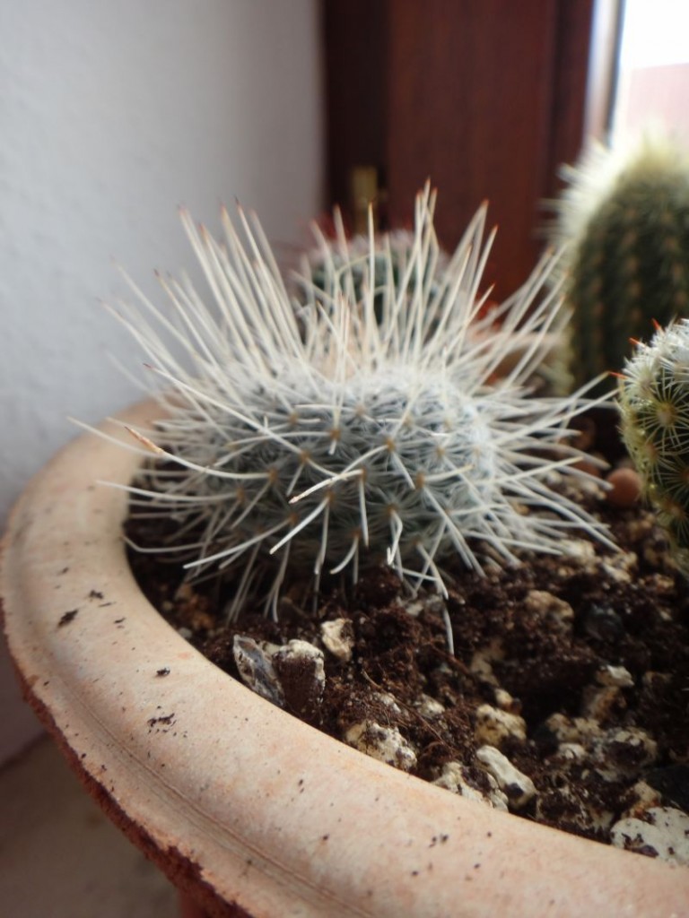 Mammillaria geminispina.jpg