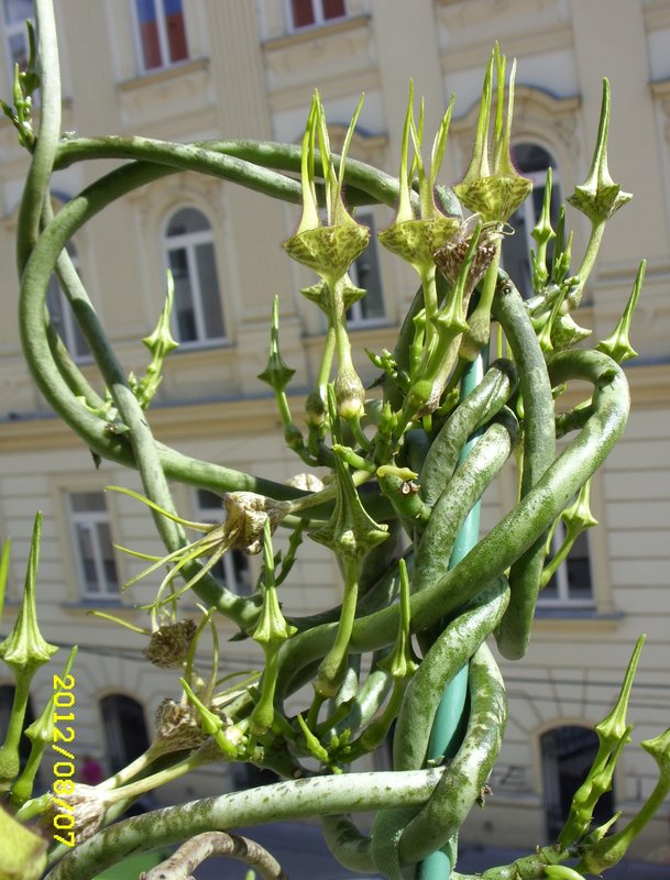 und noch mal die Ceropegia stapeliformis, weils so schön ist..