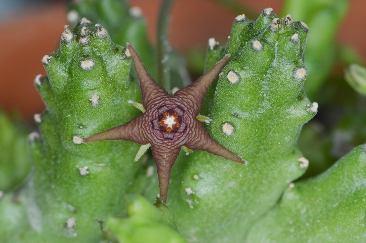 Stapelia parvula.jpg