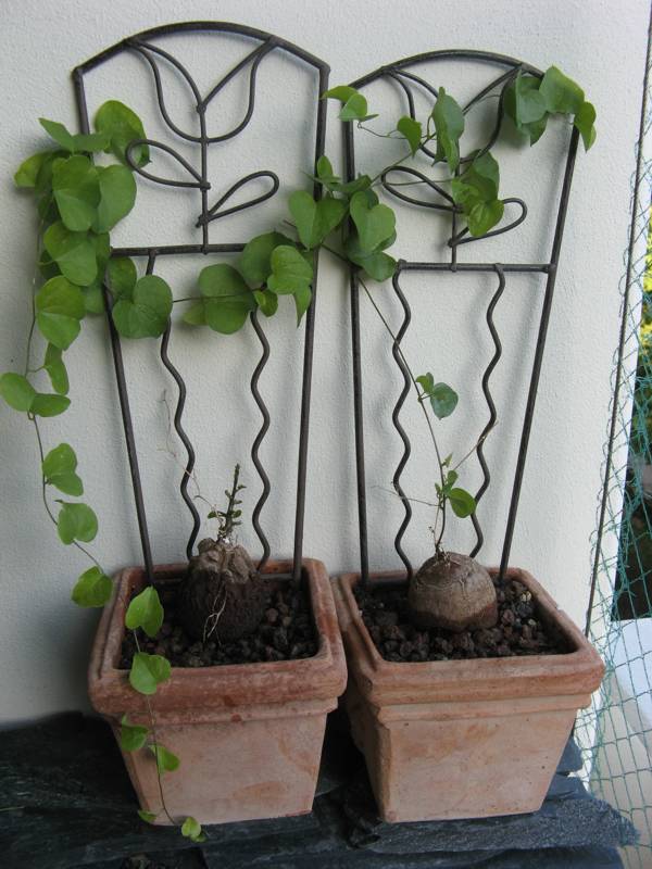 Dioscorea elephantipes 01.JPG