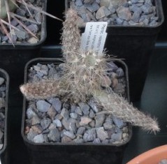 Pterocactus valentinii KG2314 .JPG