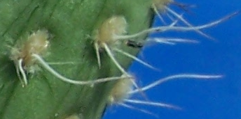 Maihueniopsis colorea PM231_mm295_080912_5a.png